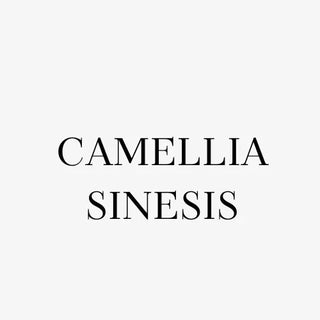 Camellia Sinensis Leaf Extract - Koreabe