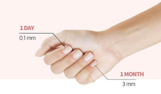 Paul Medison - Deep Red+ Repair Nail Hardener 15ml - Koreabe